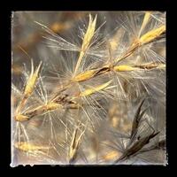Digital photograph.  Miscanthus grass seed heads.