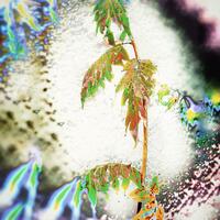 Digital photograph. Abstract edited image - wisteria.