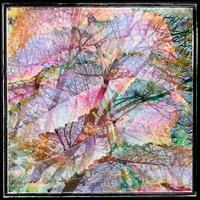 Digital photograph. Abstract image - tree branches layered with autumn leaves