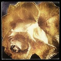 Digital image.  Edited image of dried rose flower.