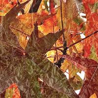 Digital photograph.  Richly coloured autumn leaves. 