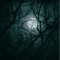 Supermoon with tree branches in front