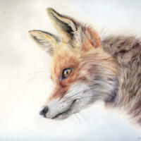 Original coloured pencil portrait fox
