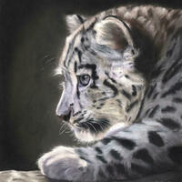 Original pastel portrait snow leopard