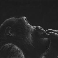 Original pastel portrait gorilla