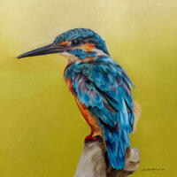 Original coloured pencil portrait kingfisher