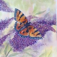 Buddleia Butterfly.  Watercolour on paper