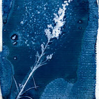 Cyanotype print by Hannah Carter-Orton