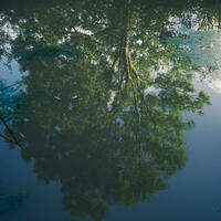 Tree Reflection by Dale Carter-Orton Photographer