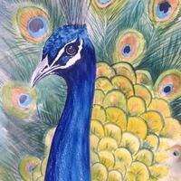 Peacock by Pam