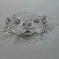 Otter.  Ink on coloured paper.  This drawing was the 'people's choice' at Marton Art Festival in 2021