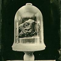Fish Head - Wetplate collodion image