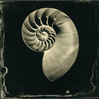 Nautilus - Wetplate collodion image