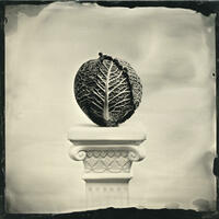 Of Cabbages and Kings - Wetplate collodion image