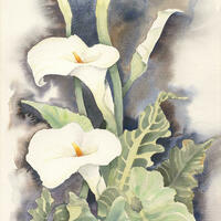 Arum Lilies by John Beaman. Original watercolour for sale, or Fine Art Giclee prints available