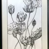 Lotus Flowers in ink.
