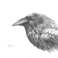 Raven, graphite on cartridge paper