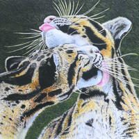 Clouded Leopards-Colour Pencil