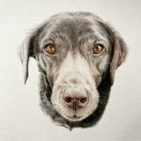 A portrait of an aging black Labrador, drawn in coloured pencil