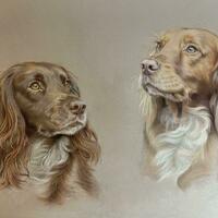 A double portrait of two spaniels, drawn in coloured pencil