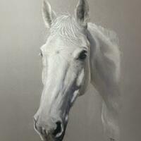 pet portrait: A pastel drawing of a grey horse