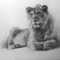 "Young Lion", Graphite pencil on paper