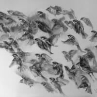 "Sparrows", Graphite pencil on paper, Size: 76 x 57 cm. Together they are a powerful force.