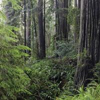 Stout Grove Redwood Forest