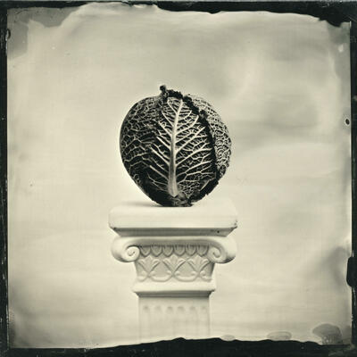 Of Cabbages and Kings - wet plate collodion image