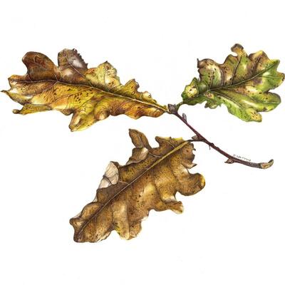 Oak Leaves Botanical Illustration Drawing in Coloured Pencil