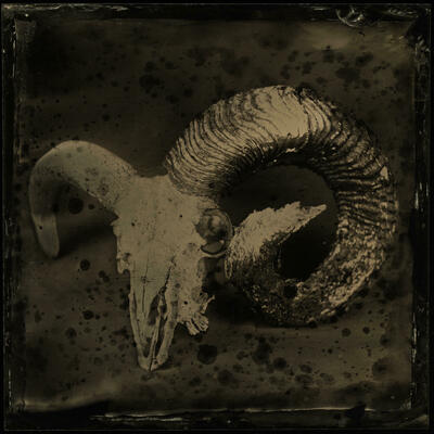 Ram's Skull - Wetplate Collodion Image