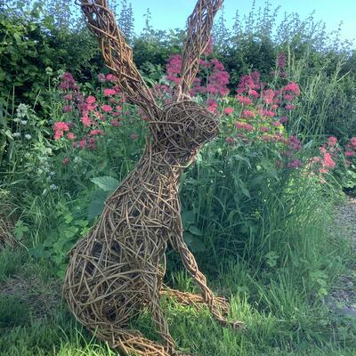 Willow Hare