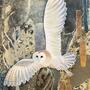 Barn Owl in flight, 