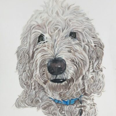Cecilia Lane - Milo - Coloured Pencil on pastelmat