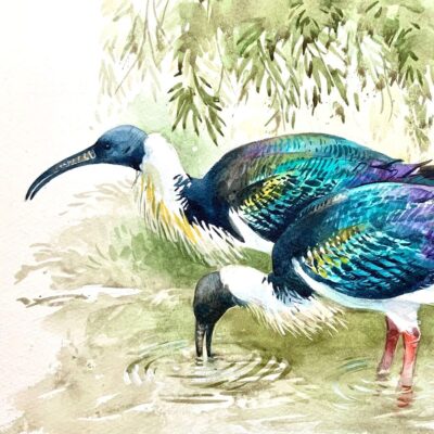 Kenilworth Artists - Chris Saunderson