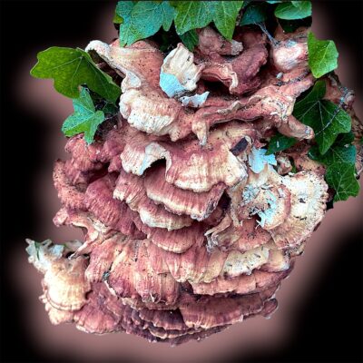 Pam Alexander - Mushroom on a Tree