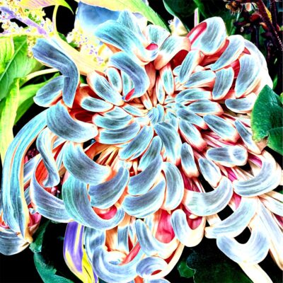 Pam Alexander - Chrysanthemum