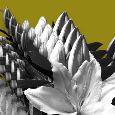 Pam Alexander - Lily duplication
