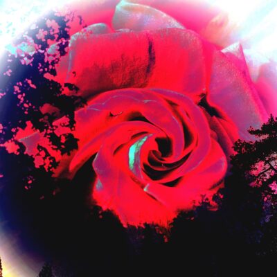 Pam Alexander - A rose by any other name