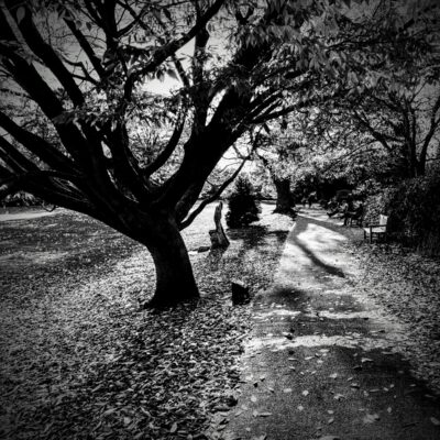 Pam Alexander - Jephson Gardens