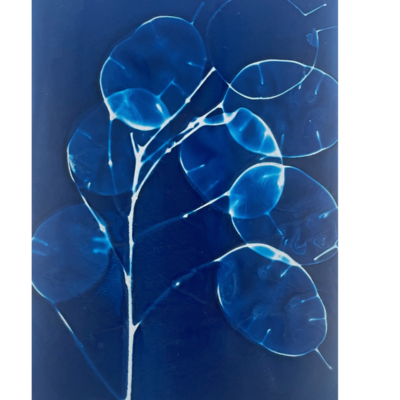 Jane Ingall - original cyanotype on digitalprinting paper