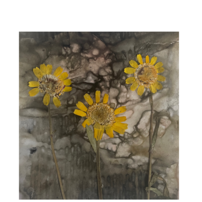 Jane Ingall - ecodyed paper with pressed botanicals