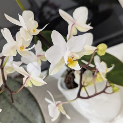 Joanne Makin - White Orchids