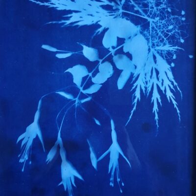Blueprint of a Fuchsia Garden by Phyllis Cox