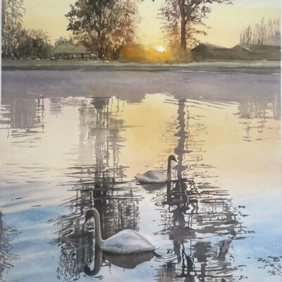 Swans at Sunrise by Lagarto Studio Watercolours -Beth Watkins