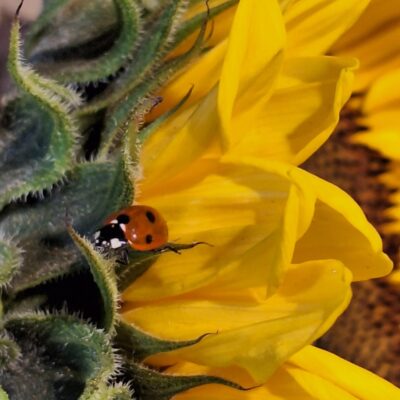Ladybird on sunflower photograph