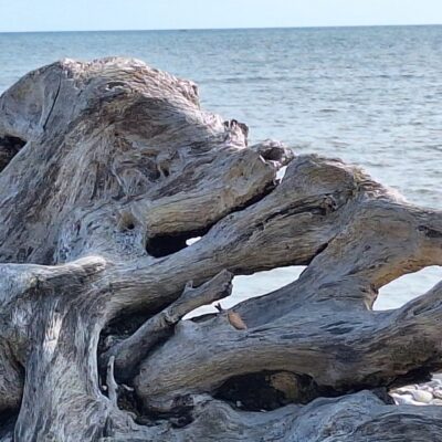 Driftwood photograph
