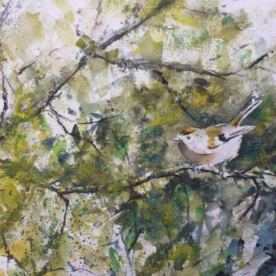  Watercolour. Goldcrest
