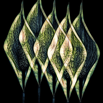Peace Lily I