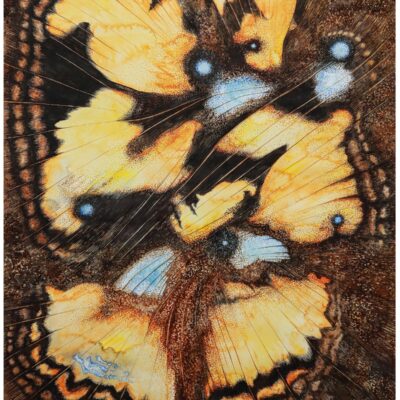 (Watercolour A2), designed to be digitally printed onto a large piece of silk fabric. This project centred around the camouflage versus eye catching nature of butterflies wings, notably the fact that the underside of the wing and the top side usually differ in function and colouration.